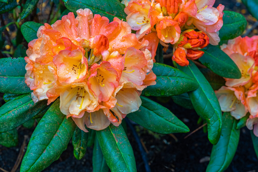 a,orange,and,yellow,alphenrose,rhododendron